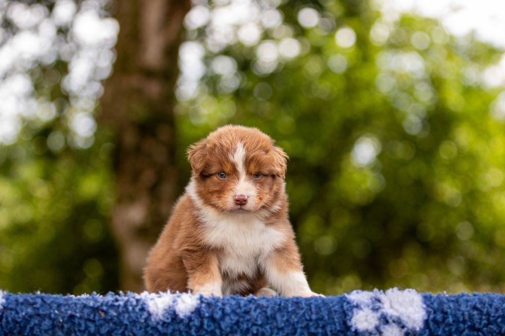 Bel'houria - Chiots disponibles - Berger Australien