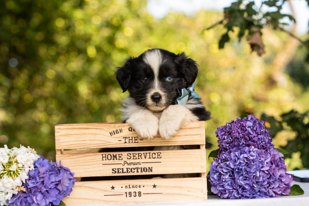 Bel'houria - Chiots disponibles - Berger Américain Miniature 