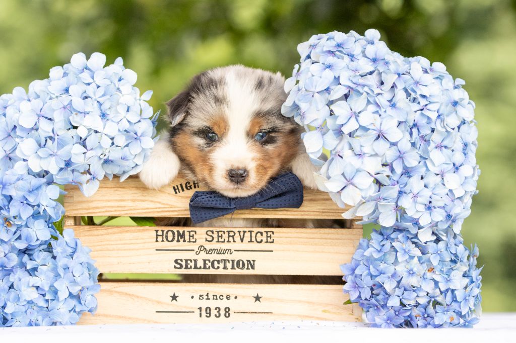 Bel'houria - Chiots disponibles - Berger Américain Miniature 