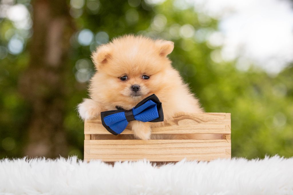 Bel'houria - Chiots disponibles - Spitz allemand