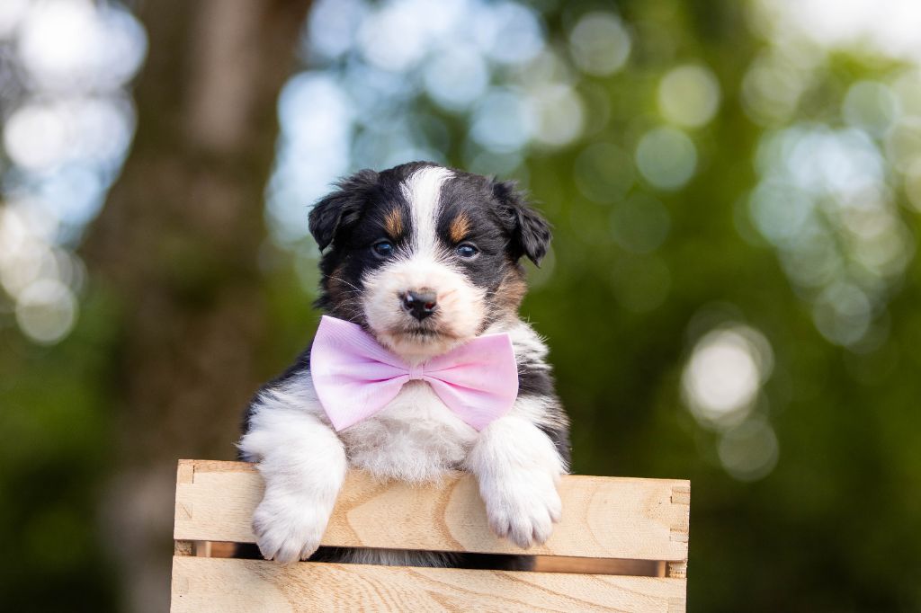 Bel'houria - Chiots disponibles - Berger Australien