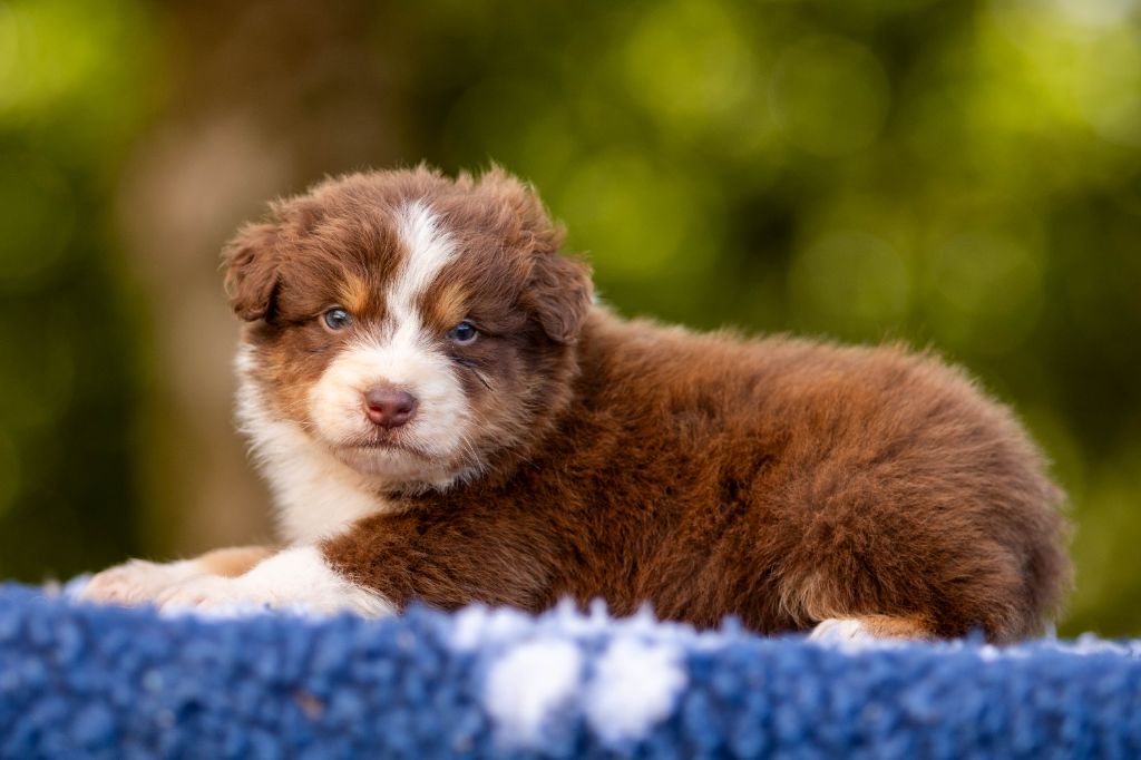 Bel'houria - Chiots disponibles - Berger Australien