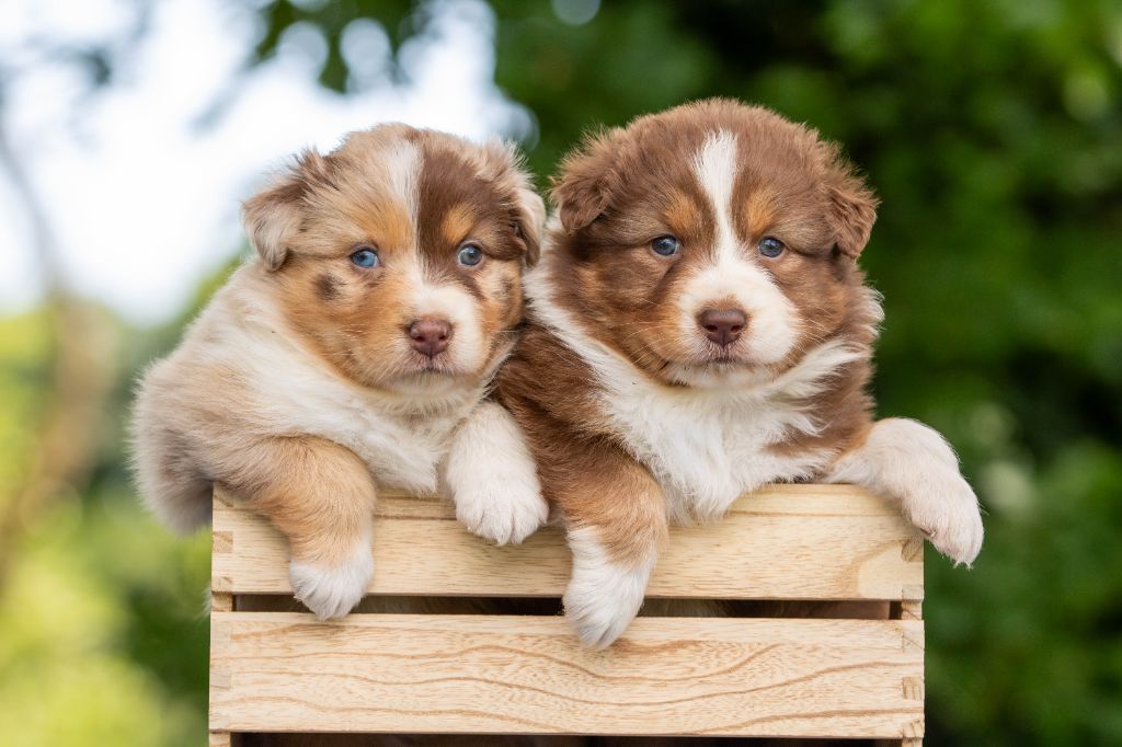 Chiot Berger Australien Bel'houria