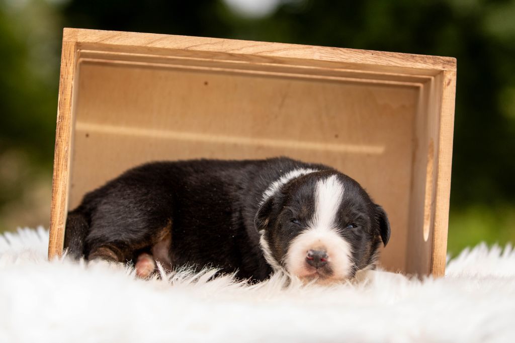 CHIOT 2