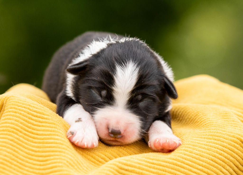 Bel'houria - Chiots disponibles - Berger Américain Miniature 