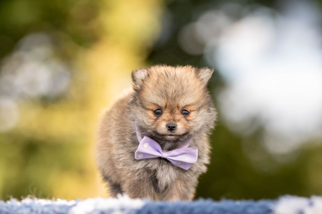 Bel'houria - Chiots disponibles - Spitz allemand