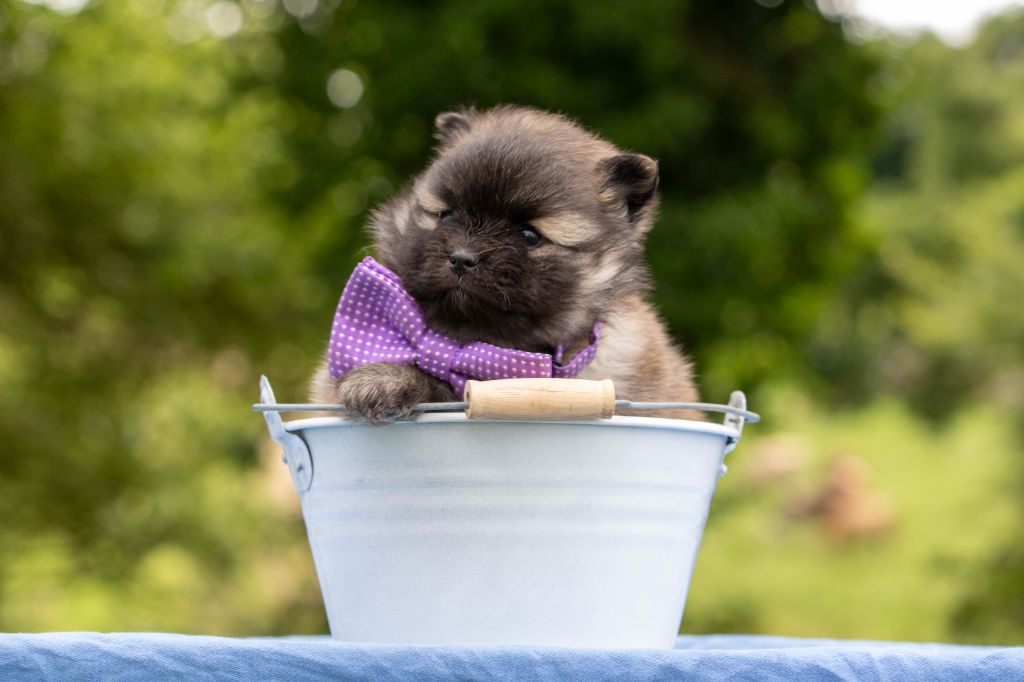 Bel'houria - Chiots disponibles - Spitz allemand