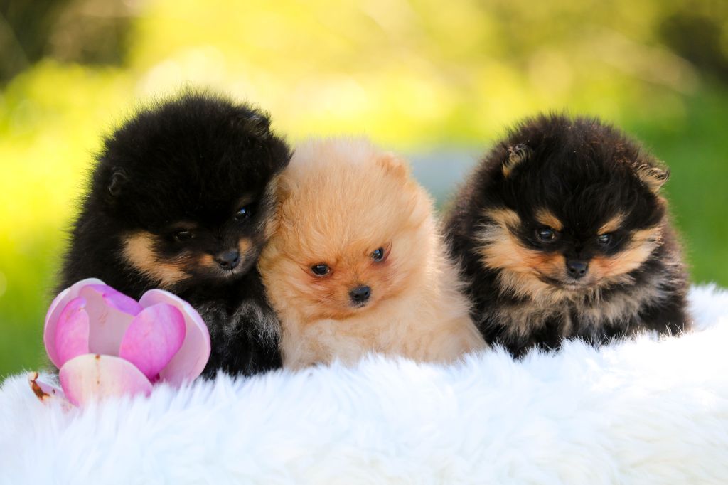 Chiot Spitz allemand Bel'houria