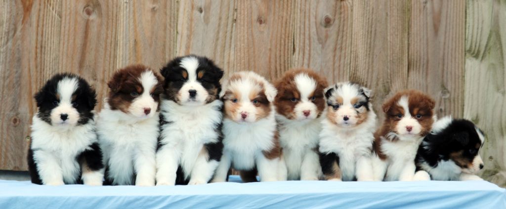 Chiot Berger Australien Bel'houria