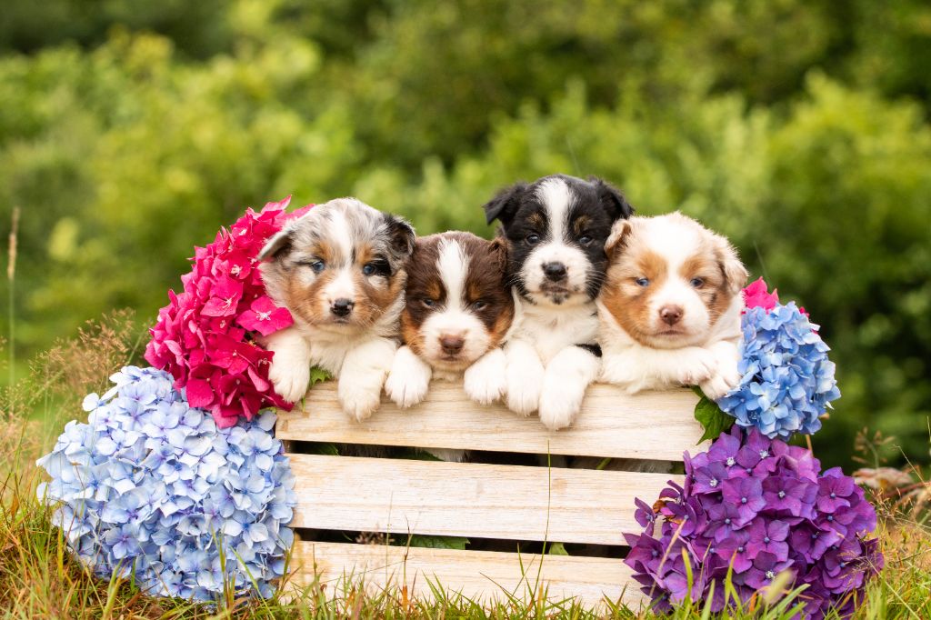 Chiot Berger Américain Miniature Bel'houria