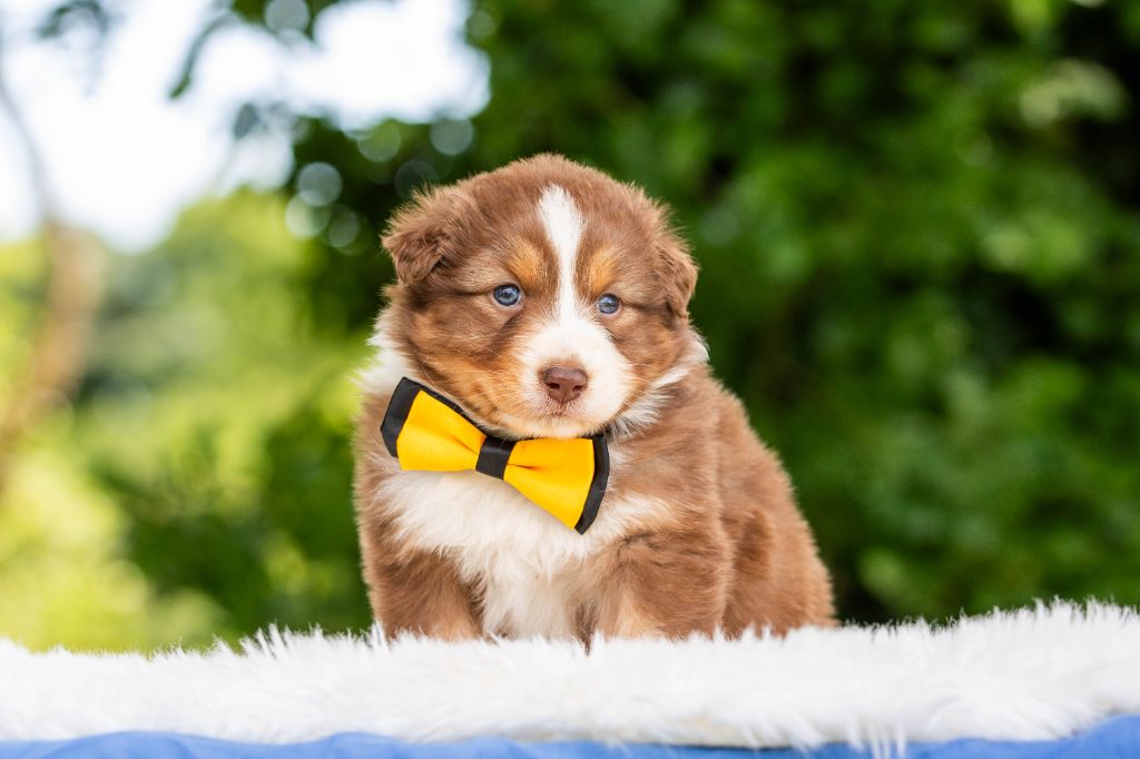 Bel'houria - Chiots disponibles - Berger Australien