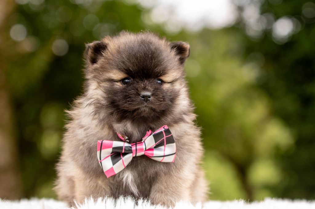 Bel'houria - Chiots disponibles - Spitz allemand