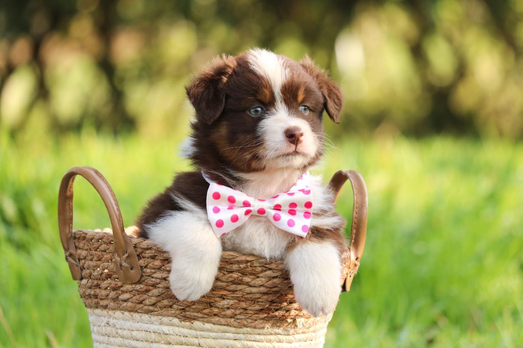 Chiot Berger Australien Bel'houria