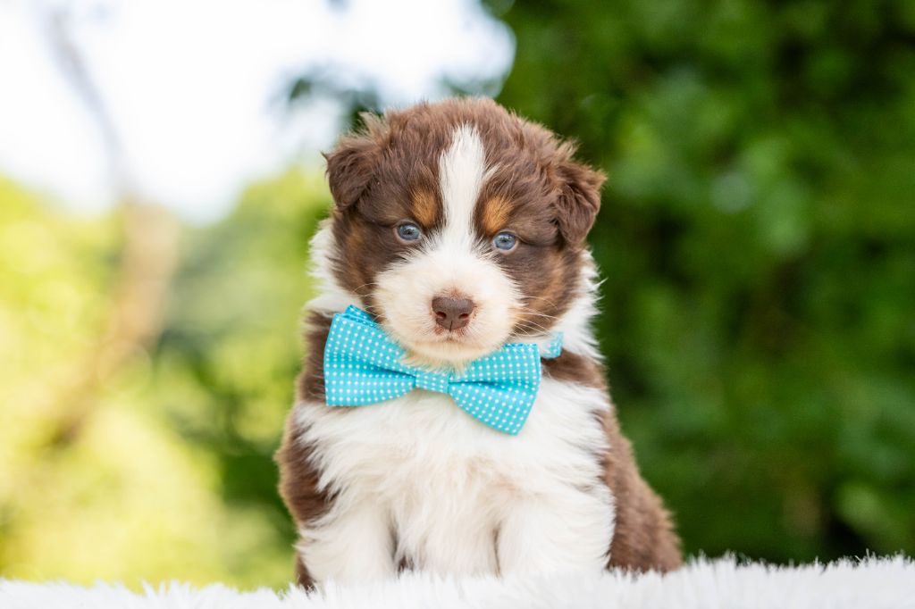 Bel'houria - Chiots disponibles - Berger Australien
