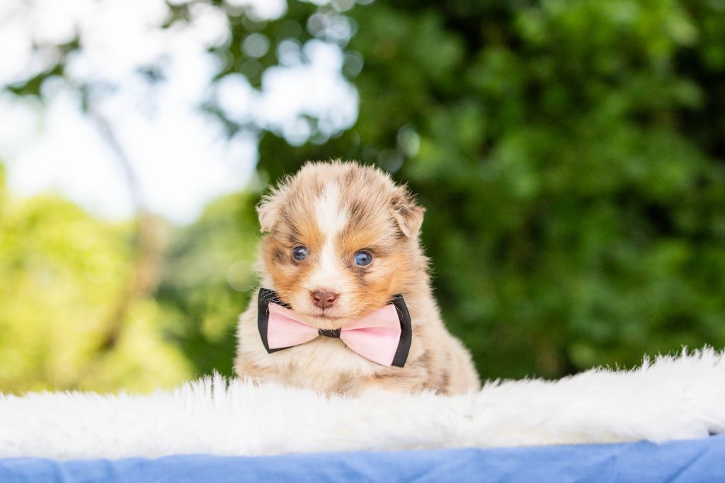 Bel'houria - Chiots disponibles - Berger Australien