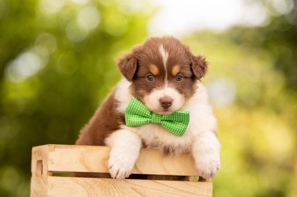 Chiot Berger Australien Bel'houria