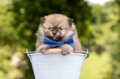 CHIOT 2