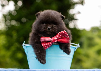 CHIOT 1