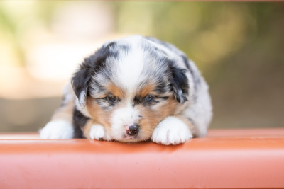 Chiot N°1