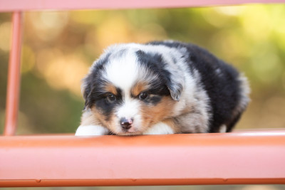 Chiot N°2