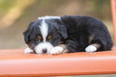 Chiot N°3