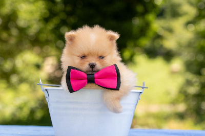 CHIOT 4