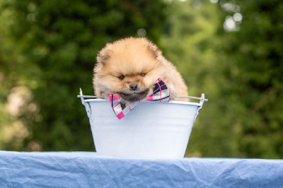 CHIOT 1
