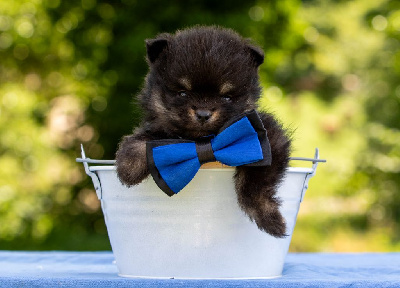 CHIOT 1