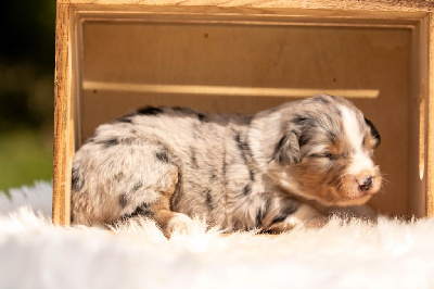 CHIOT 3