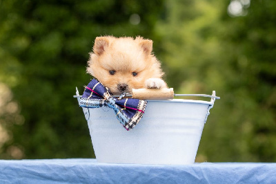 CHIOT 2