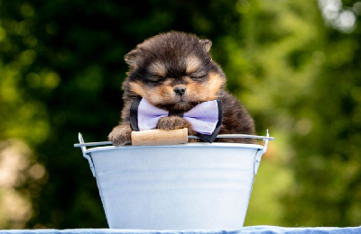CHIOT 2