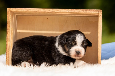 CHIOT 5