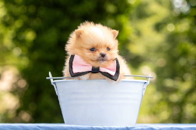 CHIOT 3