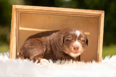 CHIOT 1