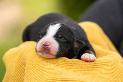 CHIOT 5