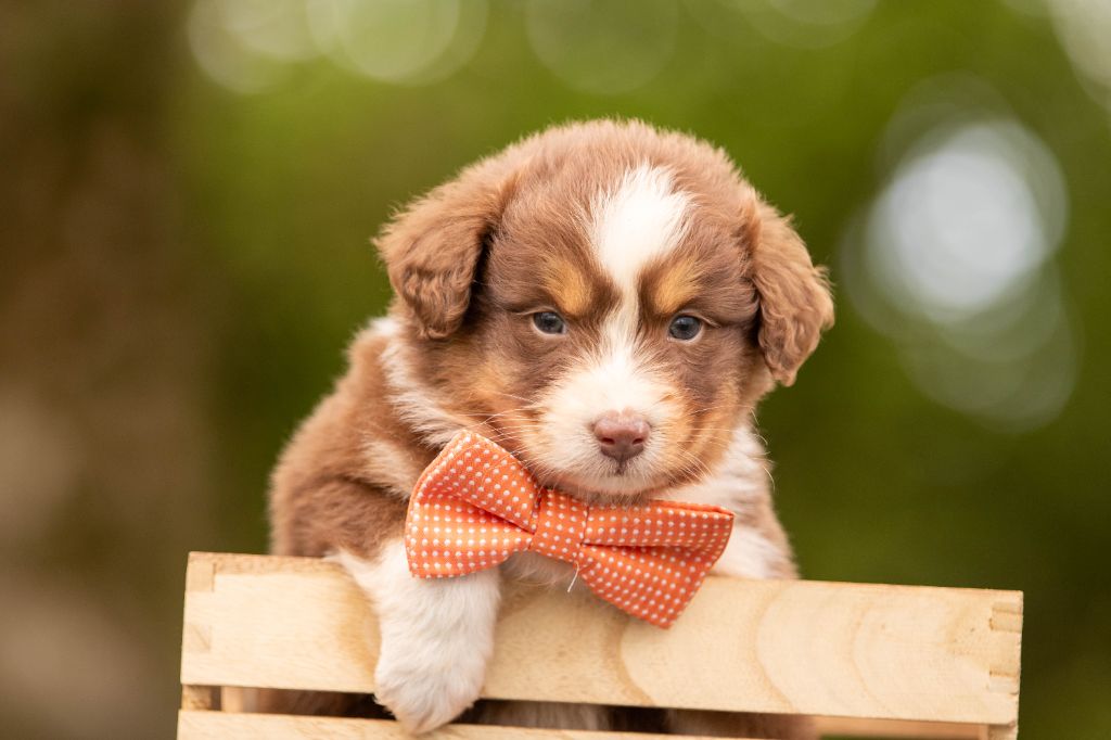 Bel'houria - Chiots disponibles - Berger Australien