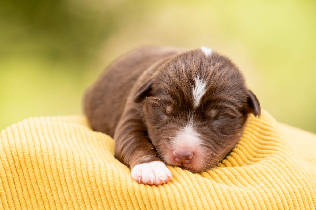 Bel'houria - Chiots disponibles - Berger Américain Miniature 