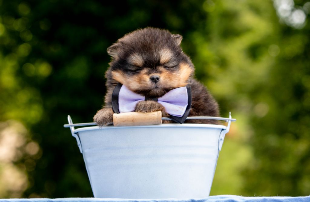 Chiot Spitz allemand Bel'houria