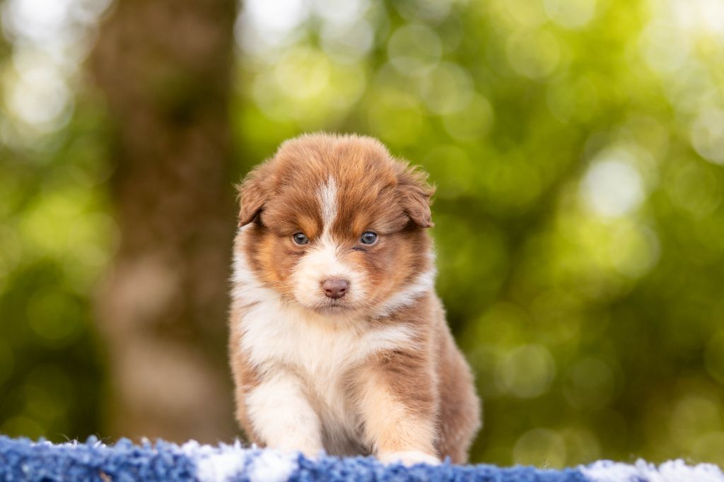 Bel'houria - Chiots disponibles - Berger Australien
