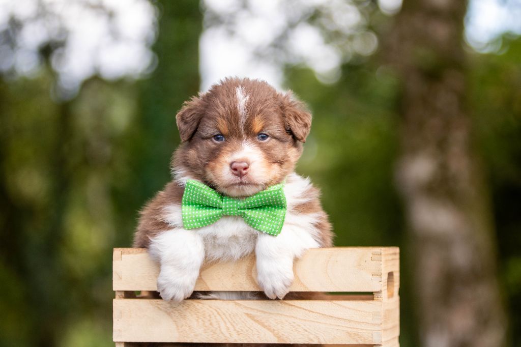 Bel'houria - Chiots disponibles - Berger Australien