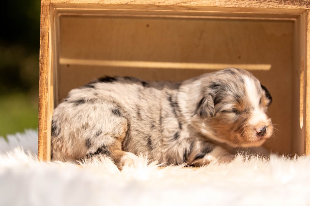 CHIOT 3