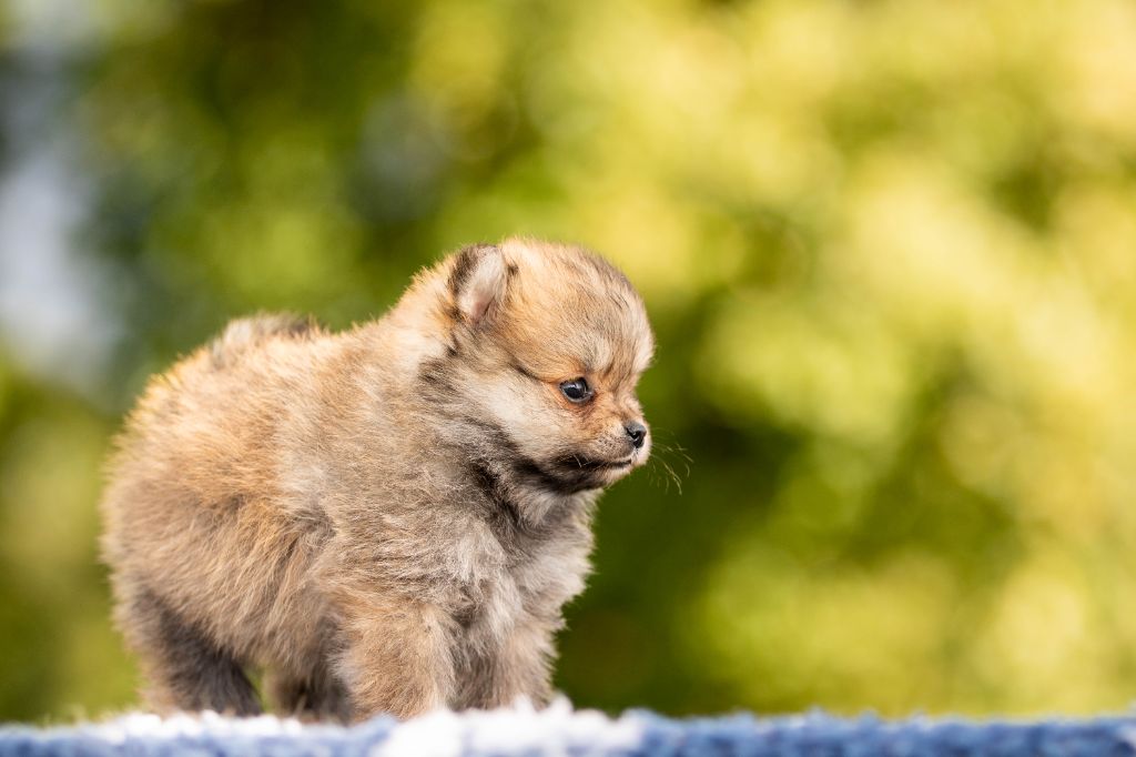 Chiot Spitz allemand Bel'houria