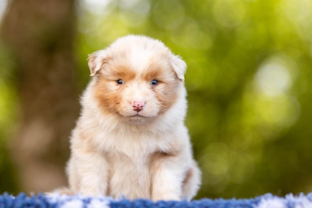 Bel'houria - Chiots disponibles - Berger Australien