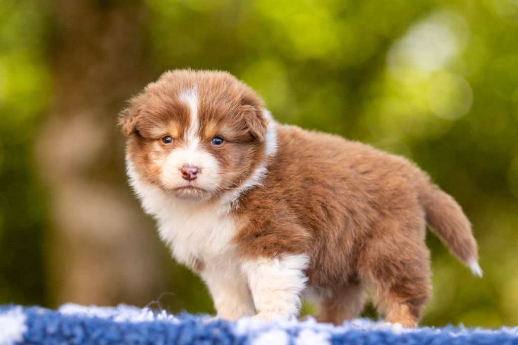 Bel'houria - Chiots disponibles - Berger Australien
