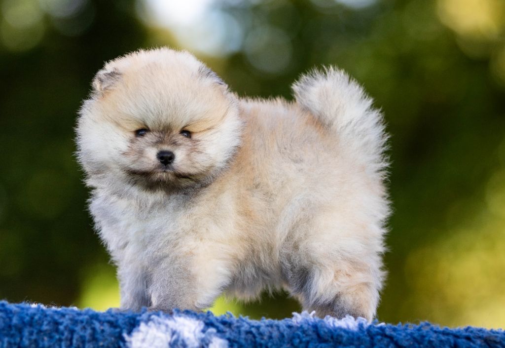 Bel'houria - Chiots disponibles - Spitz allemand