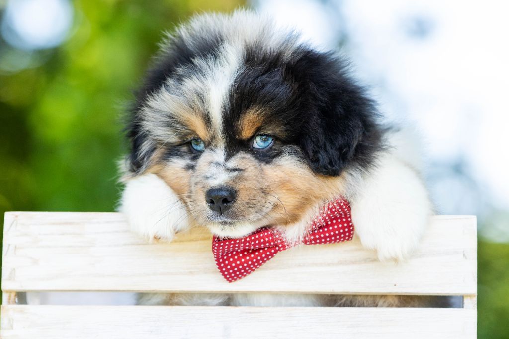 Chiot Berger Américain Miniature Bel'houria