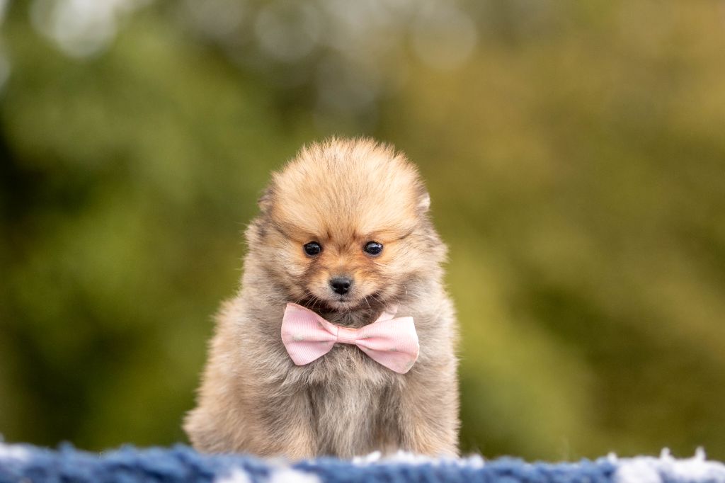 Bel'houria - Chiots disponibles - Spitz allemand