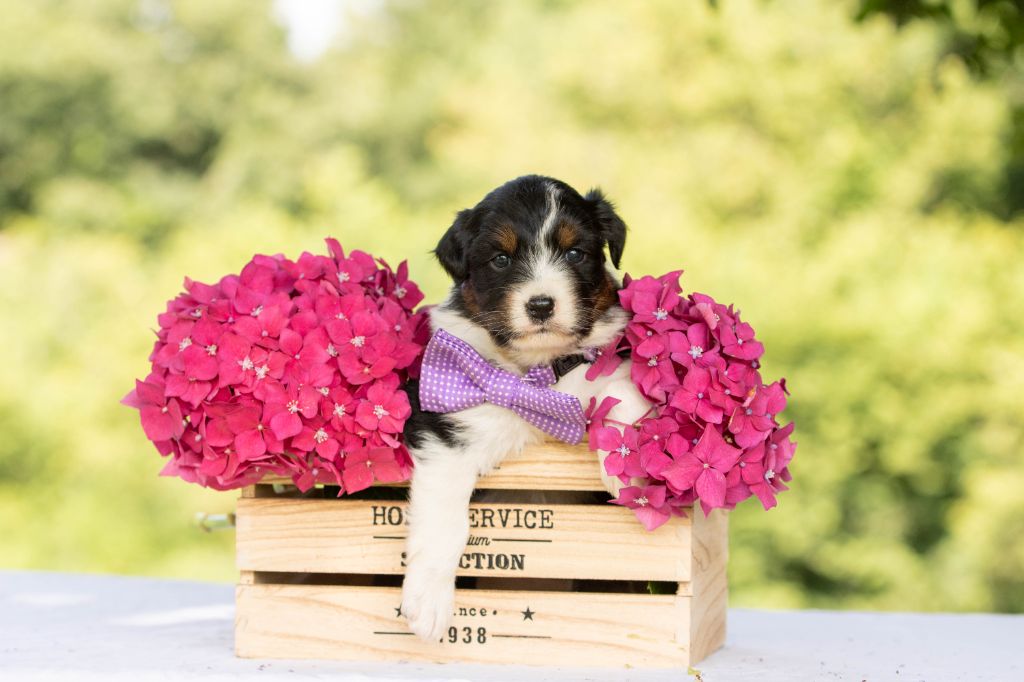 Bel'houria - Chiots disponibles - Berger Américain Miniature 