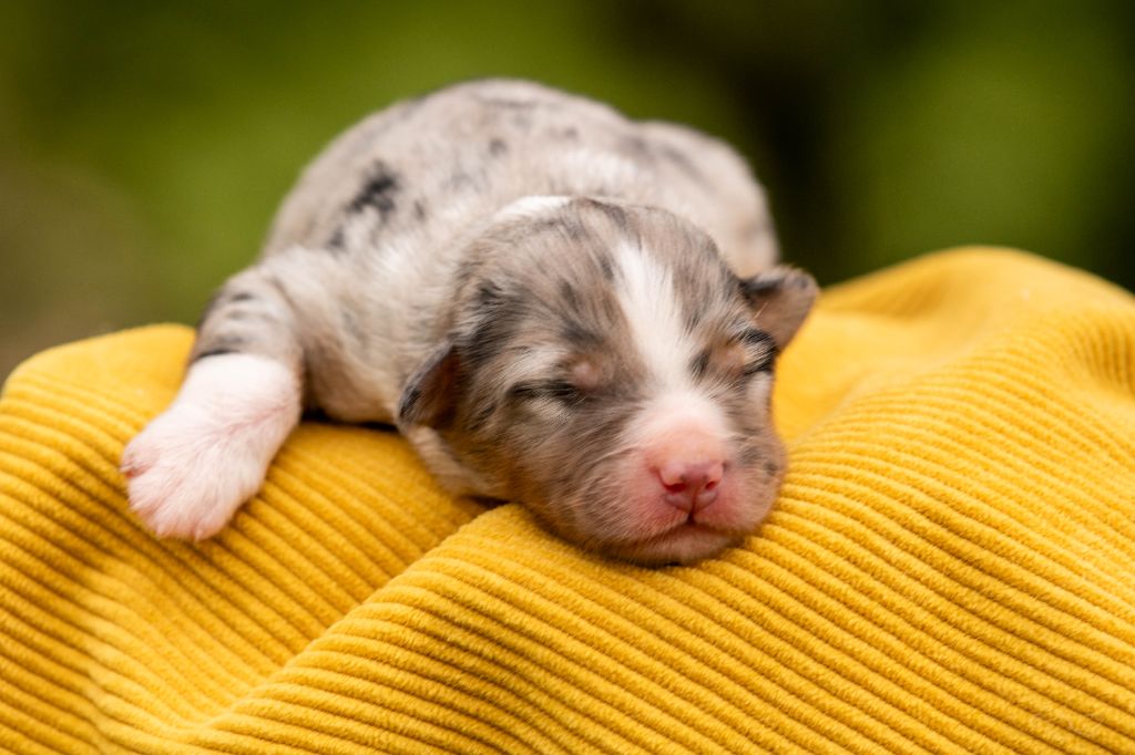 Bel'houria - Chiots disponibles - Berger Américain Miniature 