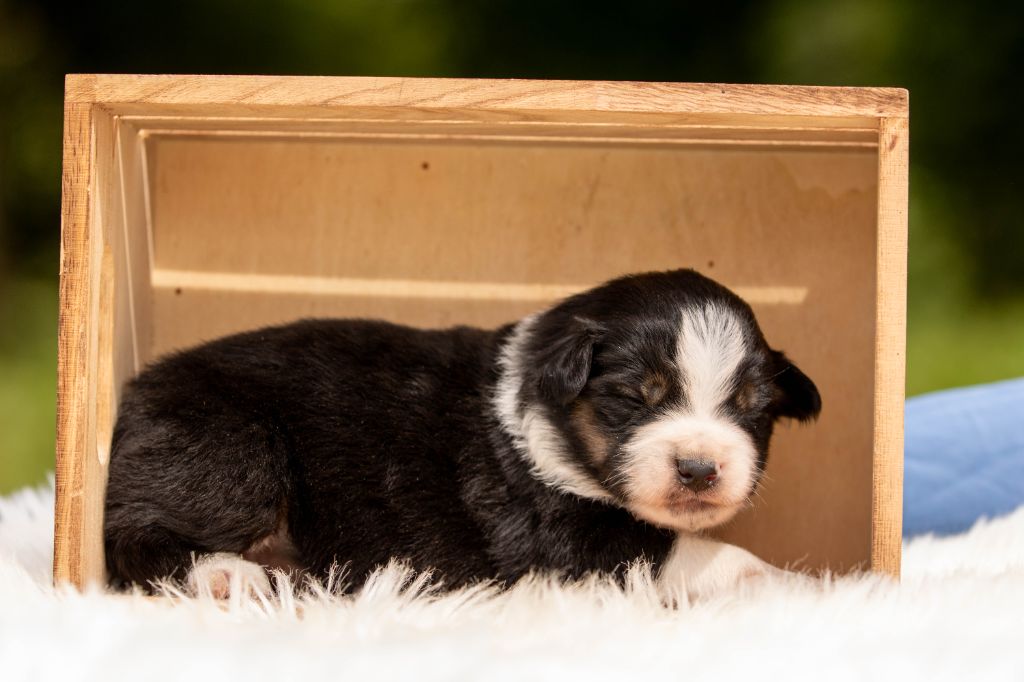 CHIOT 5